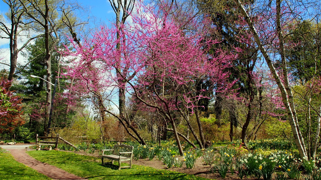 11 Best Spots to See Cherry Blossoms in New Jersey New Jersey Digest