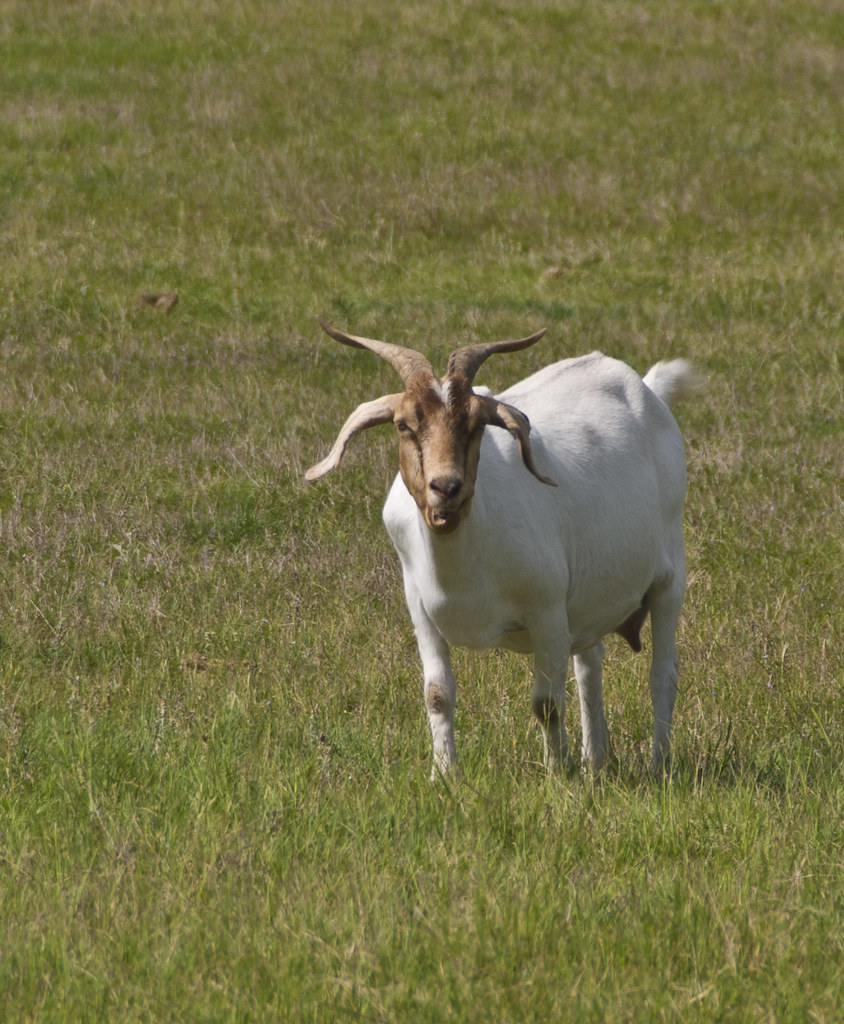 goatsuwannee_07 USDA photo by Gail Hendricks USDA NRCS Florida