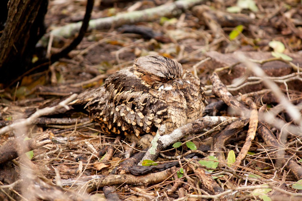 11025919_10206457472536178_9082965378906462835_o Gabriel Lozano Flickr