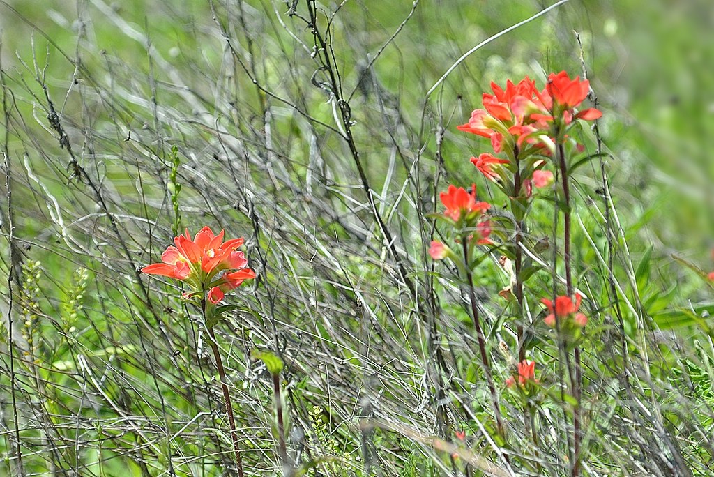 Wichita Mtns. Spring Flowers Oklahoma Nature Pics group Flickr