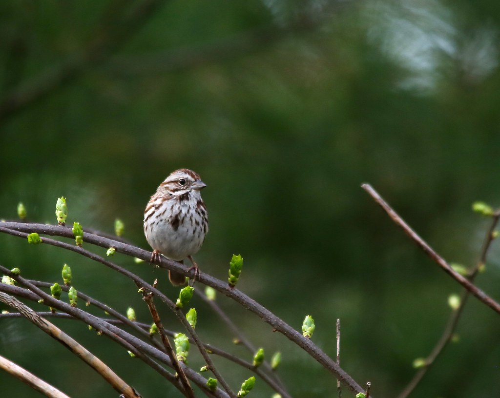 Song Sparrow Brookford Farm, Canterbury, NH Ann & Brad Taylor Flickr