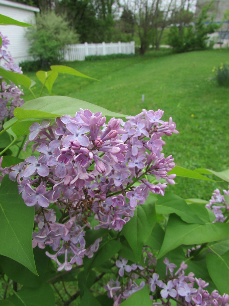 In bloom Lilacs in Michigan. creed_400 Flickr