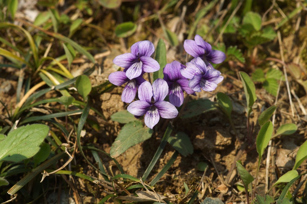ノジスミレ/Viola yedoensis Takashi Hoshide Flickr