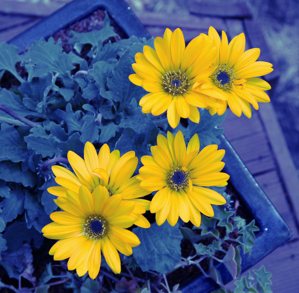 PennyFlowers_6c_014.jpg Penny Flowers Flickr