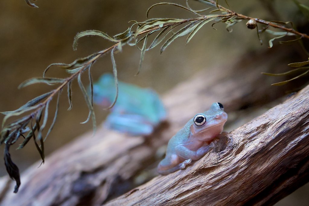 Cavedwelling Tree Frog Taken at the Cairns Tropical Zoo, … Flickr