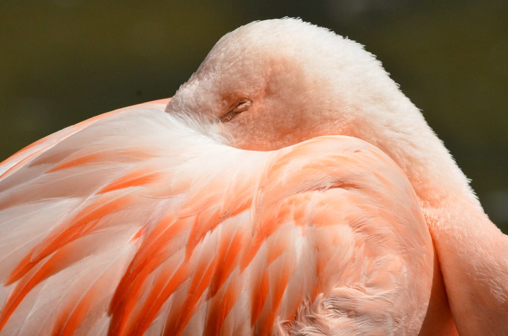 Aviary, North Carolina Zoo Aviary in the NC Zoo is a great… Flickr