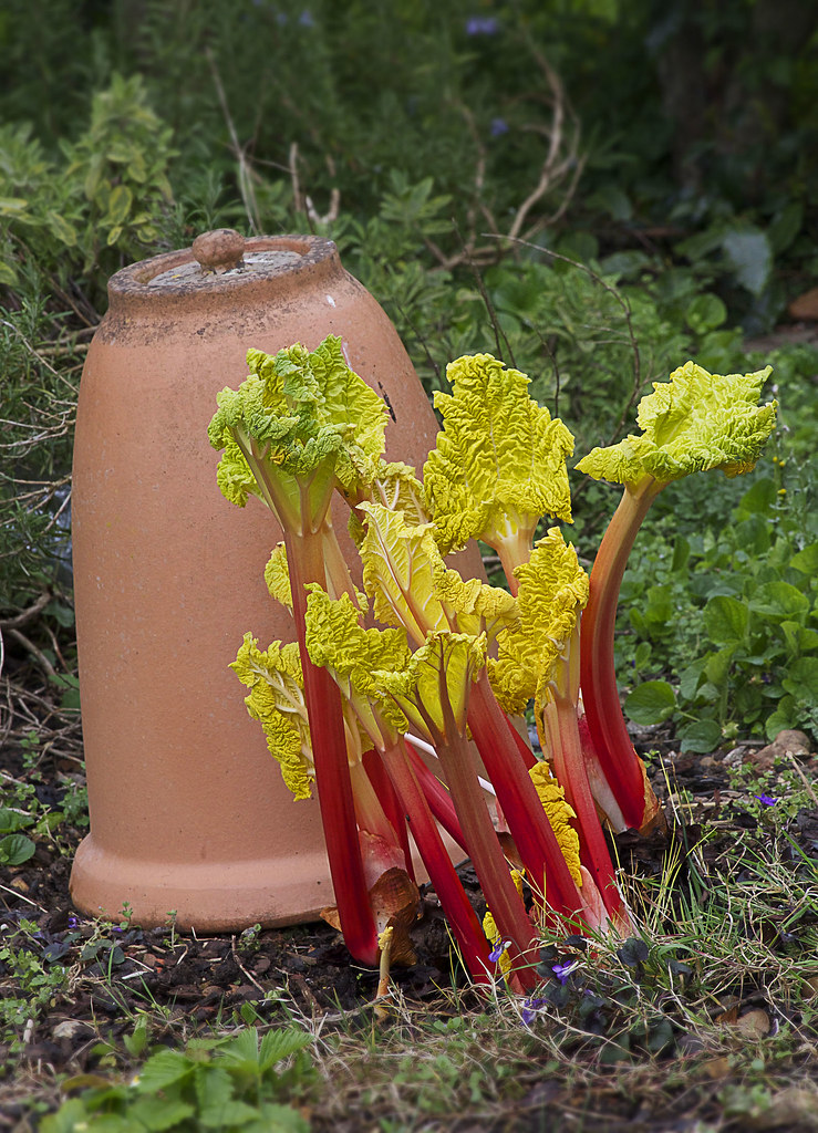 Forced rhubarb with forcing pot A few hours after removing… Flickr