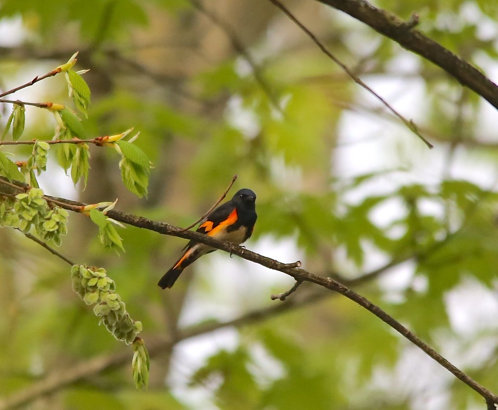 American Redstart Brookford Farm, Canterbury, NH Ann & Brad Taylor Flickr
