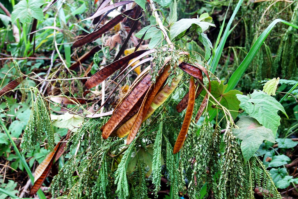 Mimosa seed pods Mimosa Pudica Com Touchmenot plant Fam… Flickr