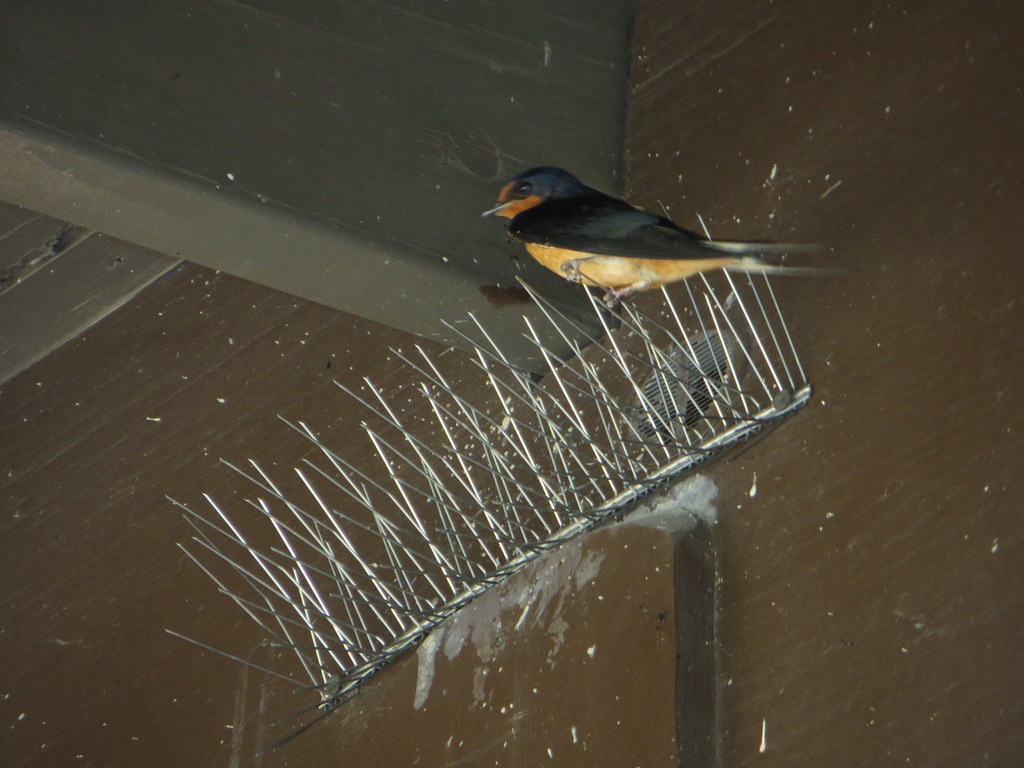 Barn swallow sittin on spikes Barn swallow perching on ant… Flickr