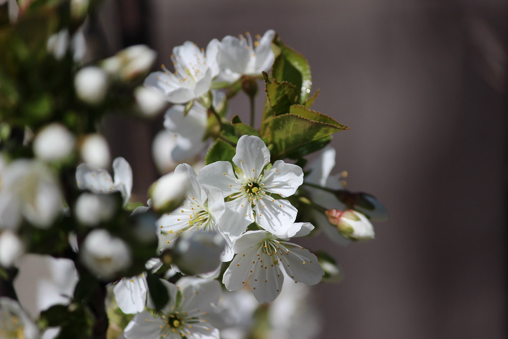 Westwood, Hadleigh Flickr