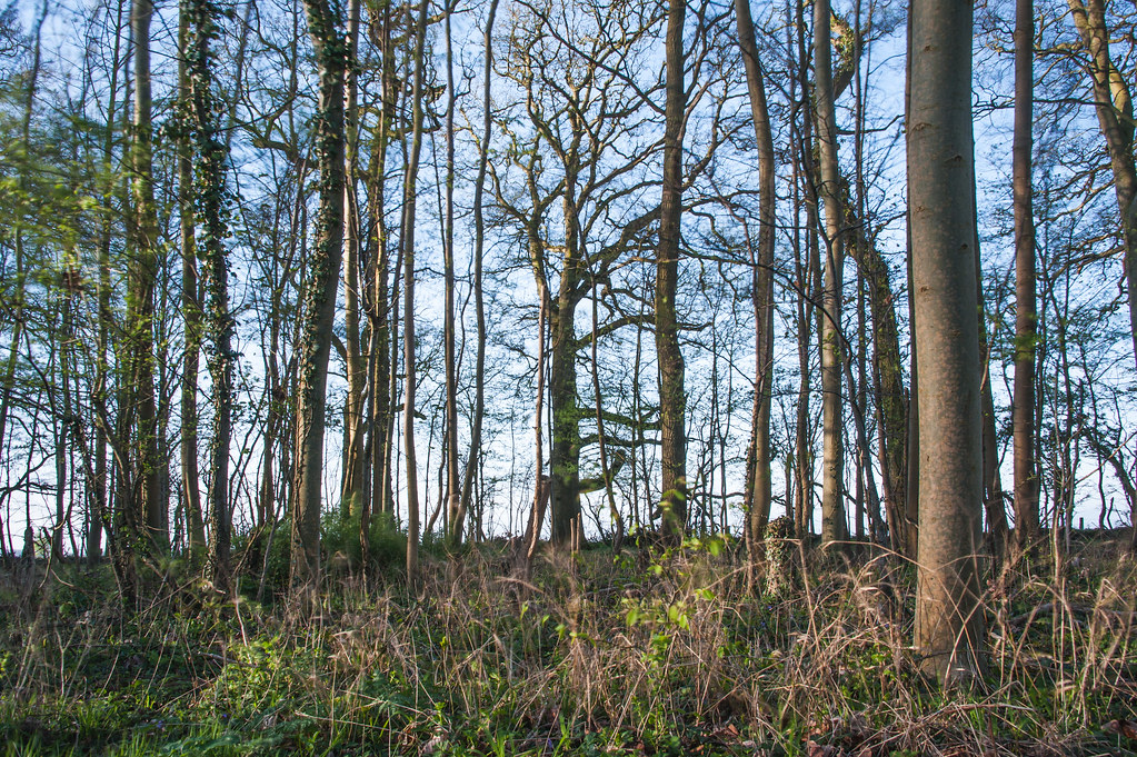 windy wood steve77mms Flickr