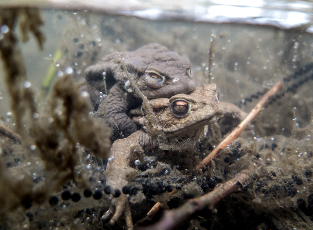 Mating toads underwater Mating toads underwater Flickr