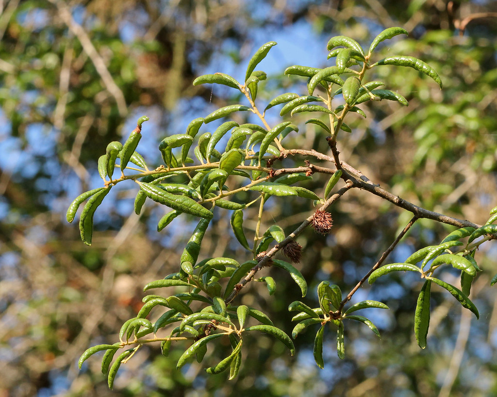 Sand Live Oak (Quercus geminata) with Gall Wasp (Cynipidae… Flickr