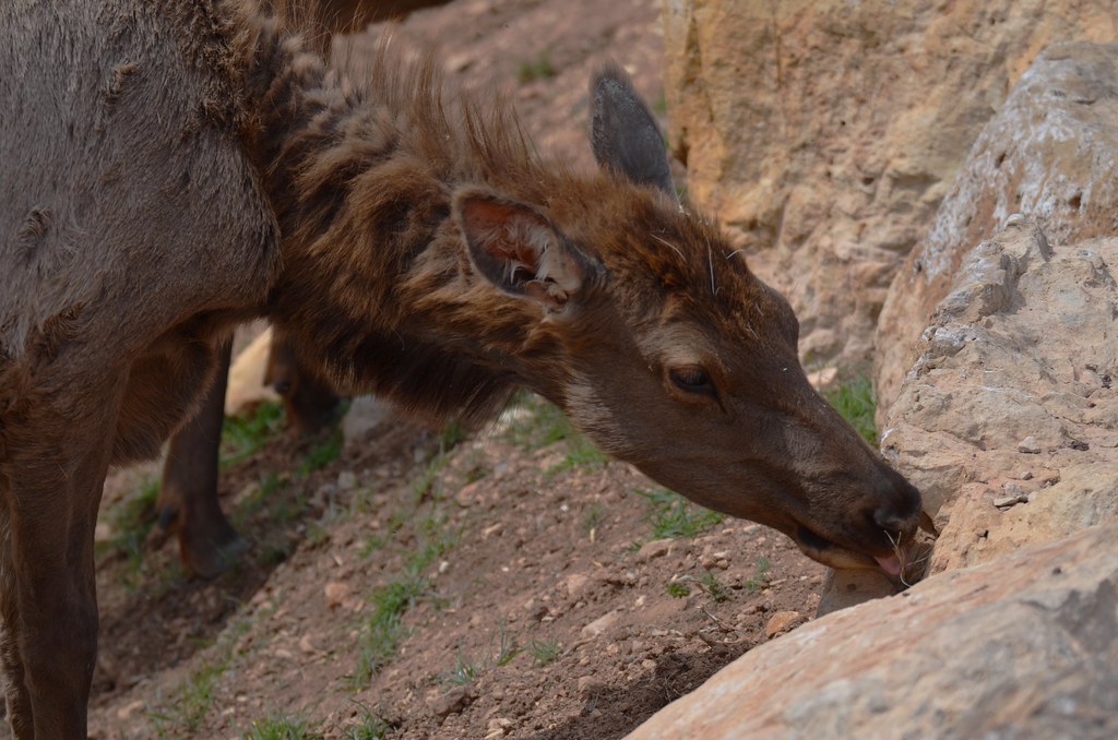 DSC_5140ex take a lick Elk at Grand Canyon National Park. … Flickr