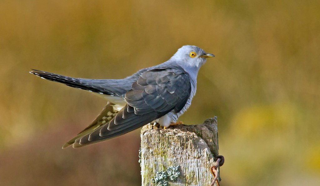 Cuckoo.. I have been trying for this image for a couple of… Flickr