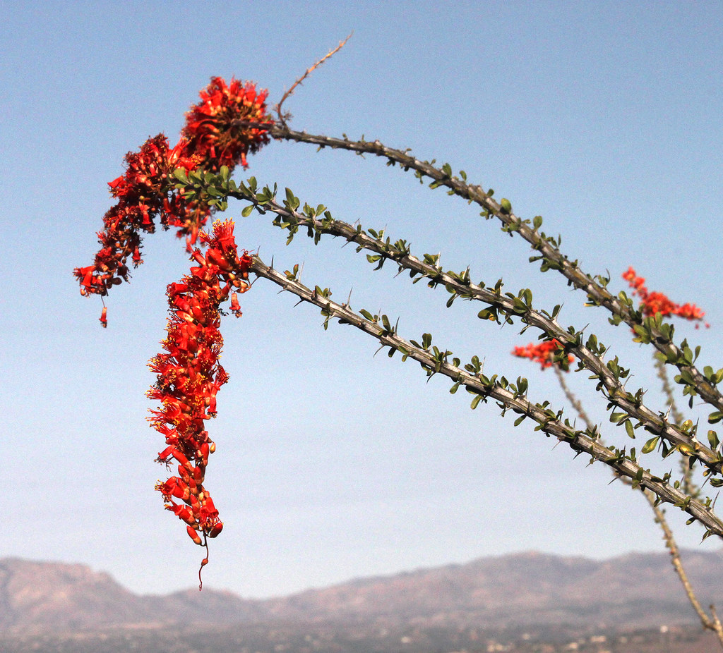 10y OCOTILLO (Fouquieria splendens) (42215) property n… Flickr