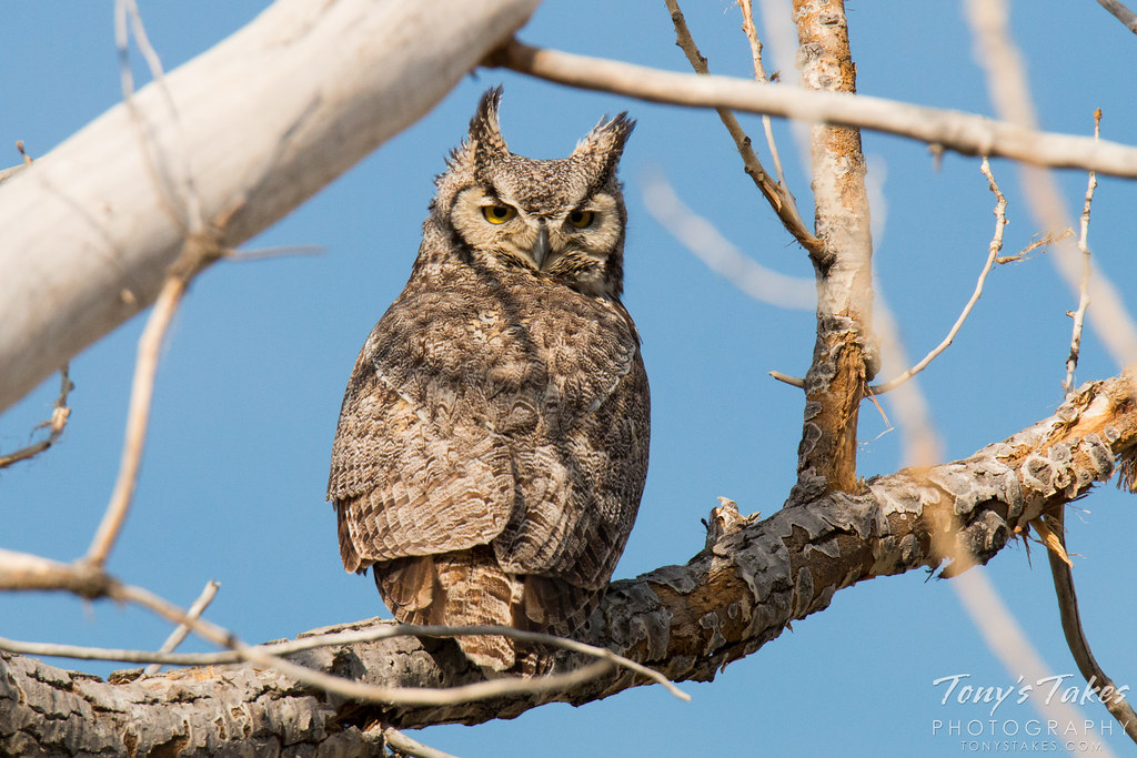 Female Great Horned Owl keeps watch This female Great Horn… Flickr