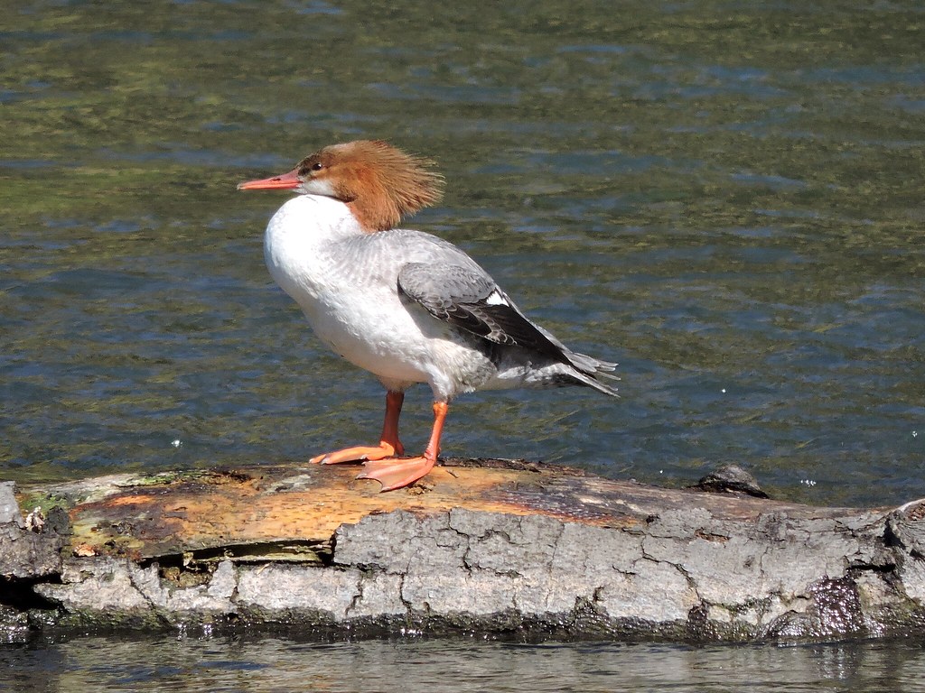 Mokelumne River Fish Hatchery Clements, CA. Flickr