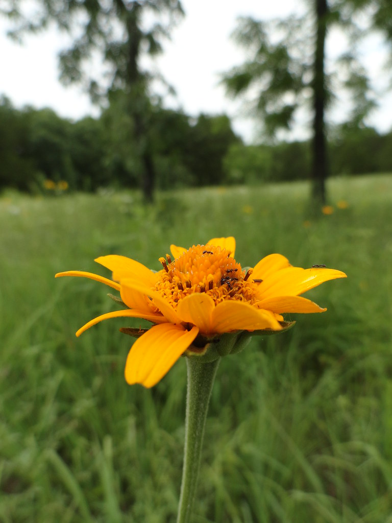 24 Jun 16 Search For Flowers Flickr