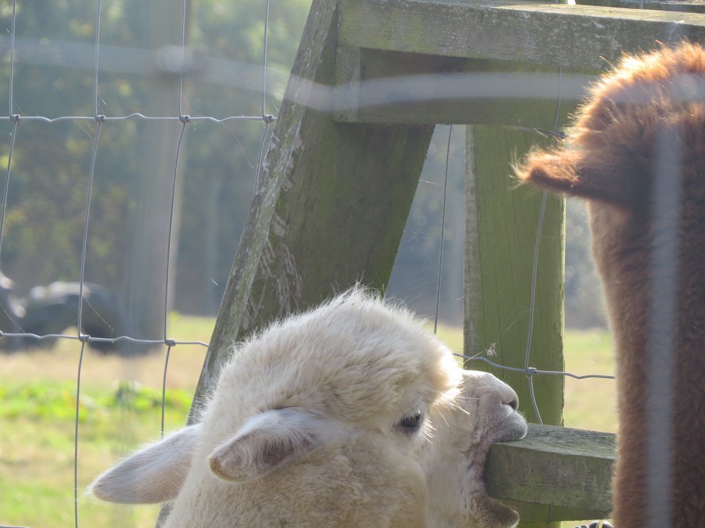 Alpaca sharpening teeth welshmackem Flickr