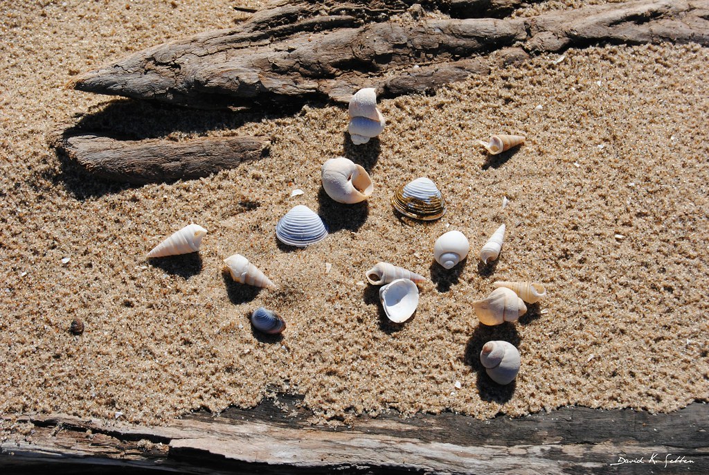 shells and driftwood Along the Mississippi River at Rock I… David Sebben Flickr