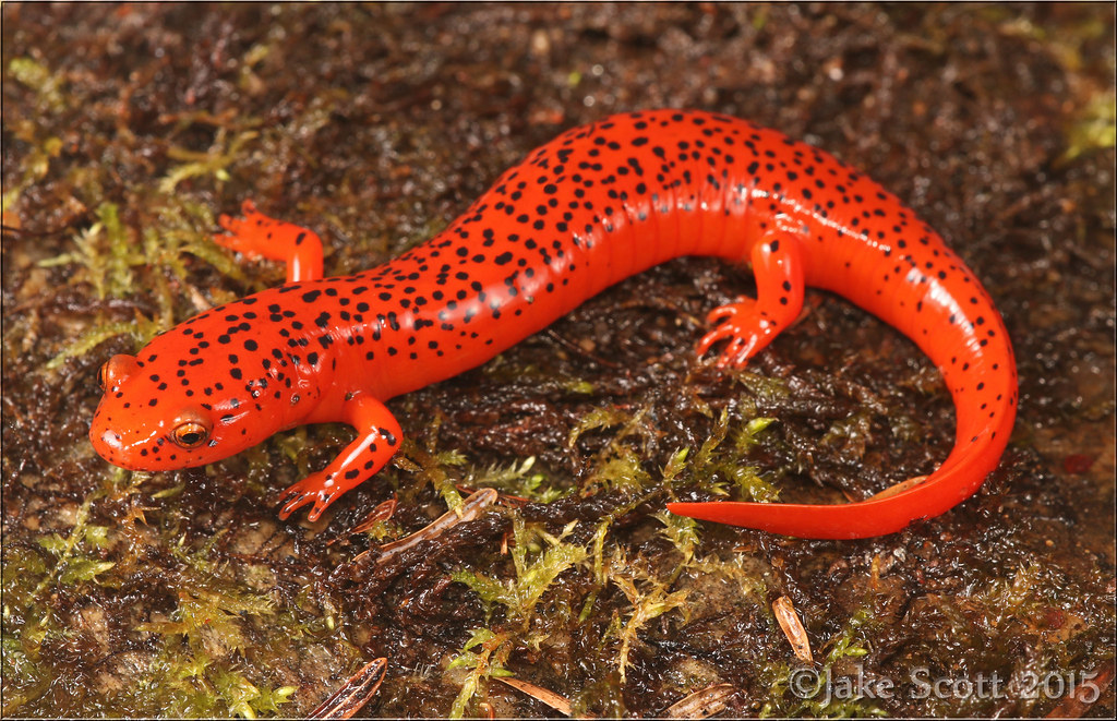 Blue Ridge Red Salamander (Pseudotriton ruber nitidus) Flickr