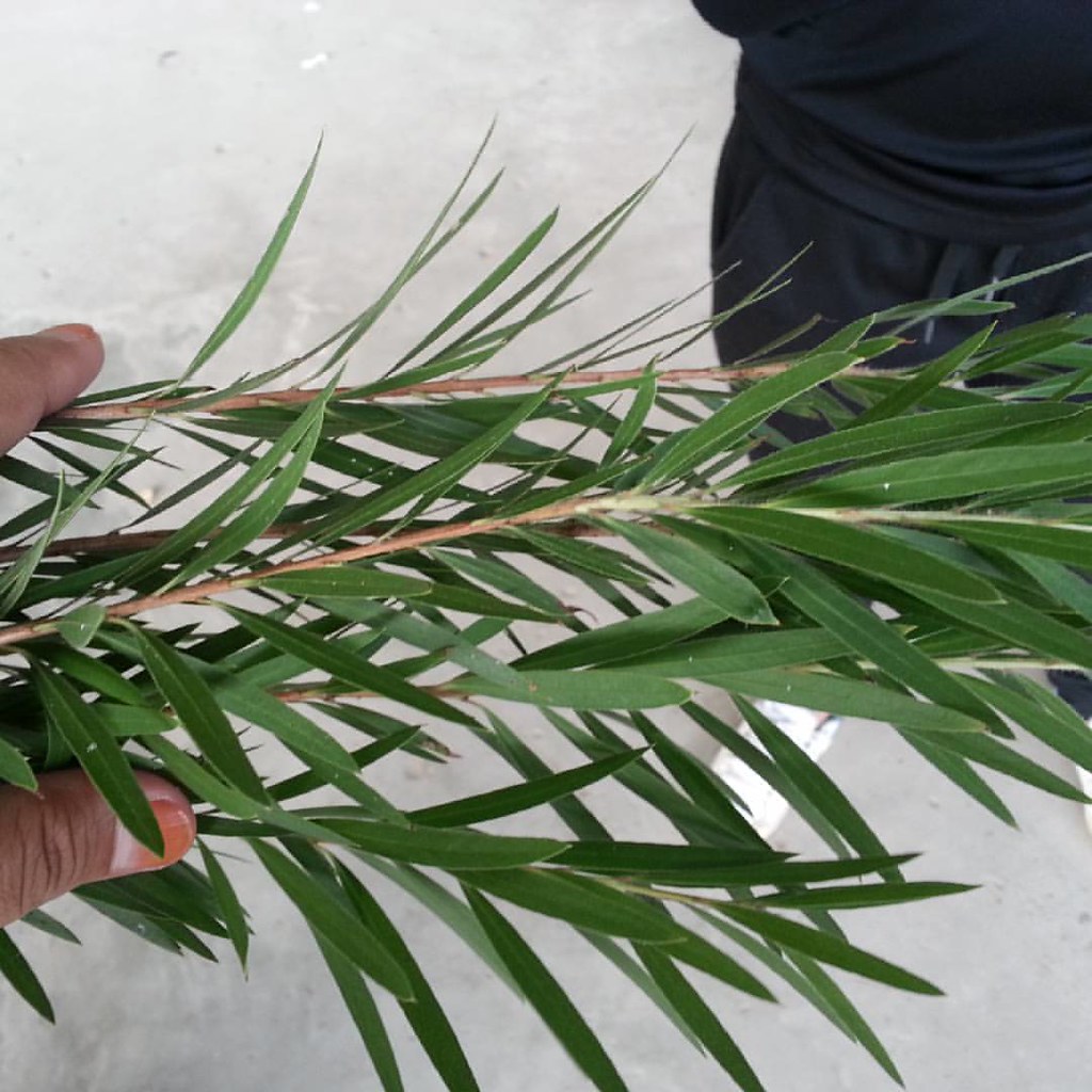 Inspiring Ranting Pokok Awe-Inspiring