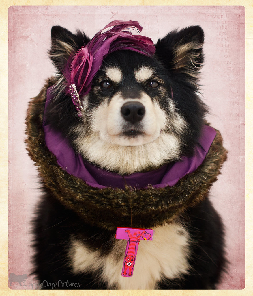 purple funk 19/52 Week 19 in 52 Weeks for Dogs and this is… Flickr