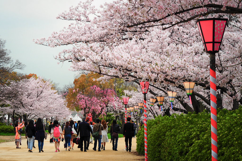 Cherry Blossom in Osaka Castle Park Photo taken in Osaka, … Flickr