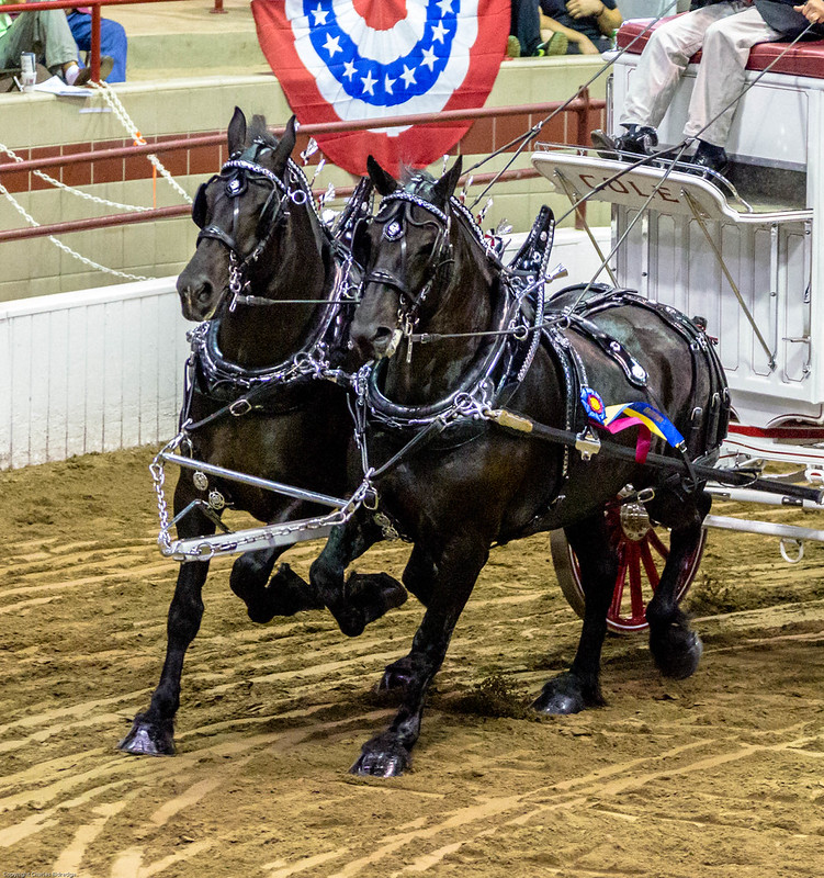 Iowa State Fair Draft Horse Show Image to u
