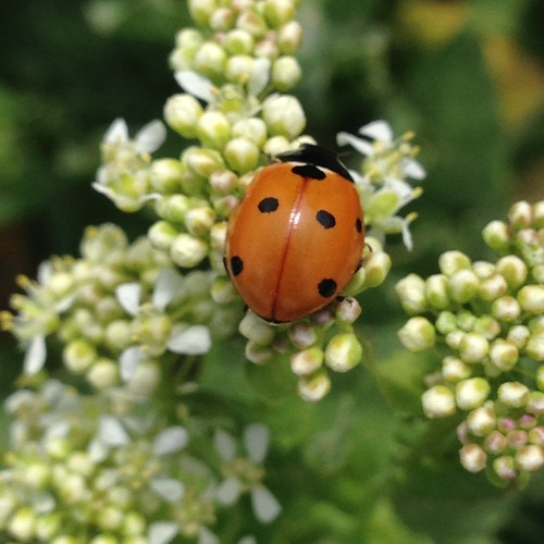backyard ladybug nest *Julie P Flickr