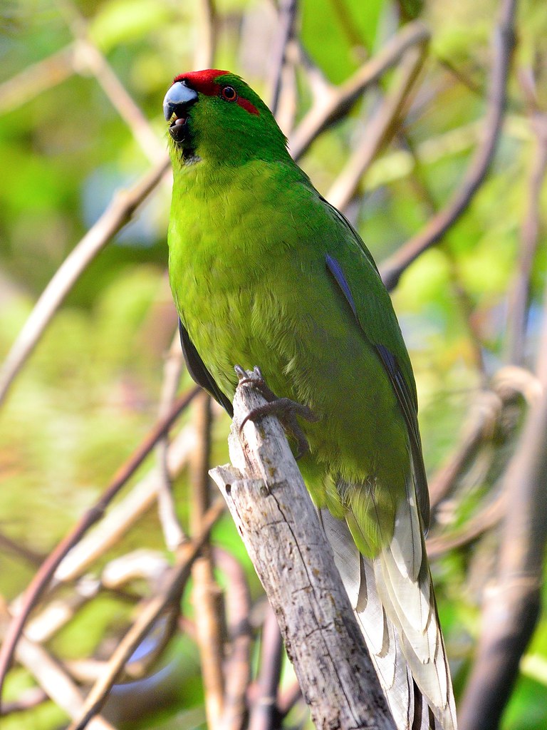 Kakariki 2 Redcrowned parakeet, or kakariki (Cyanoramphus… Flickr