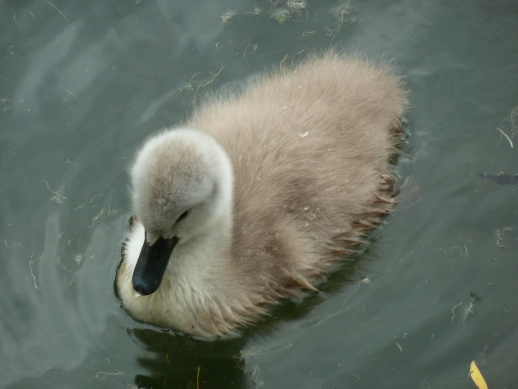 Ugly Duckling 75 (115 in 2015) A on the moat in We… Flickr