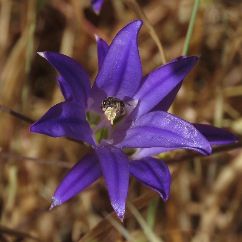 SF Bay Area Wildflowers Flickr
