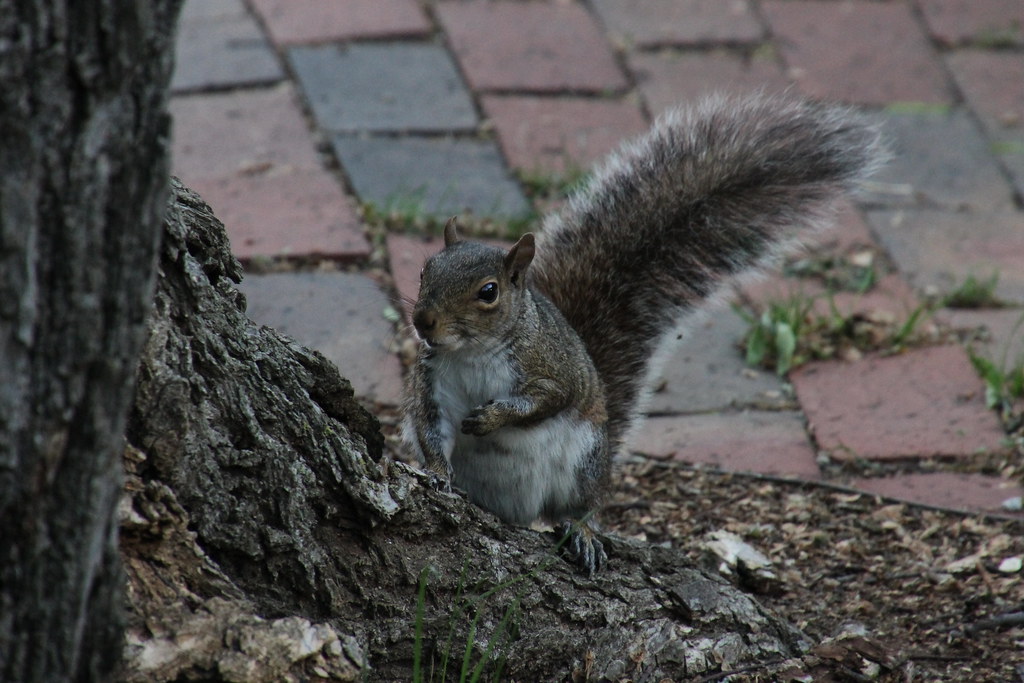 Squirrels at Vanderbilt University (Nashville, Tennessee) … Flickr