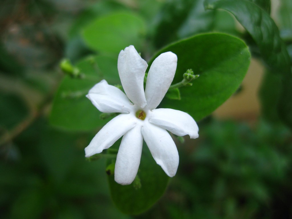 Virajaji flower Jonna Saraswathi Flickr