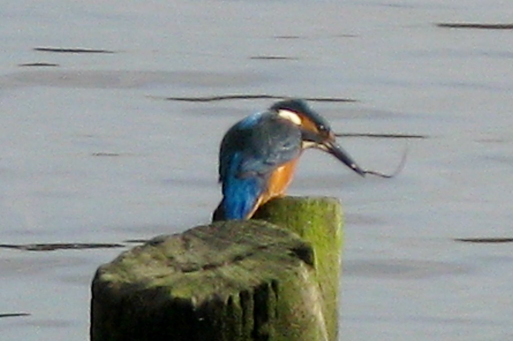 KINGFISHER CAR PEM (1) Cnapan Flickr