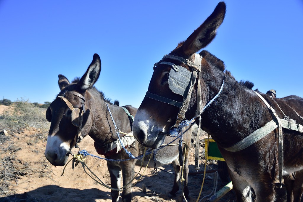 Donkey cart, Askham, Northern Cape, South Africa South African