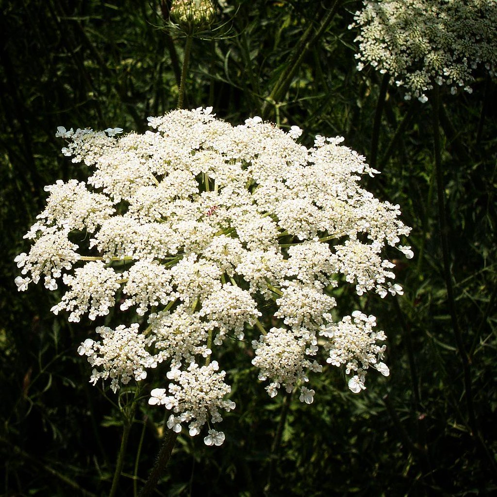 Queen Anne's Lace A beautiful "weed" in the garden garden… Flickr