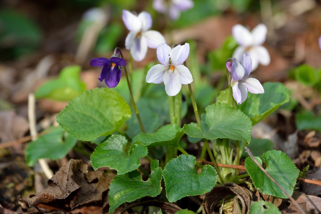 Common Dog Violet Common DogViolet (Wood Violet). Viola r… Flickr