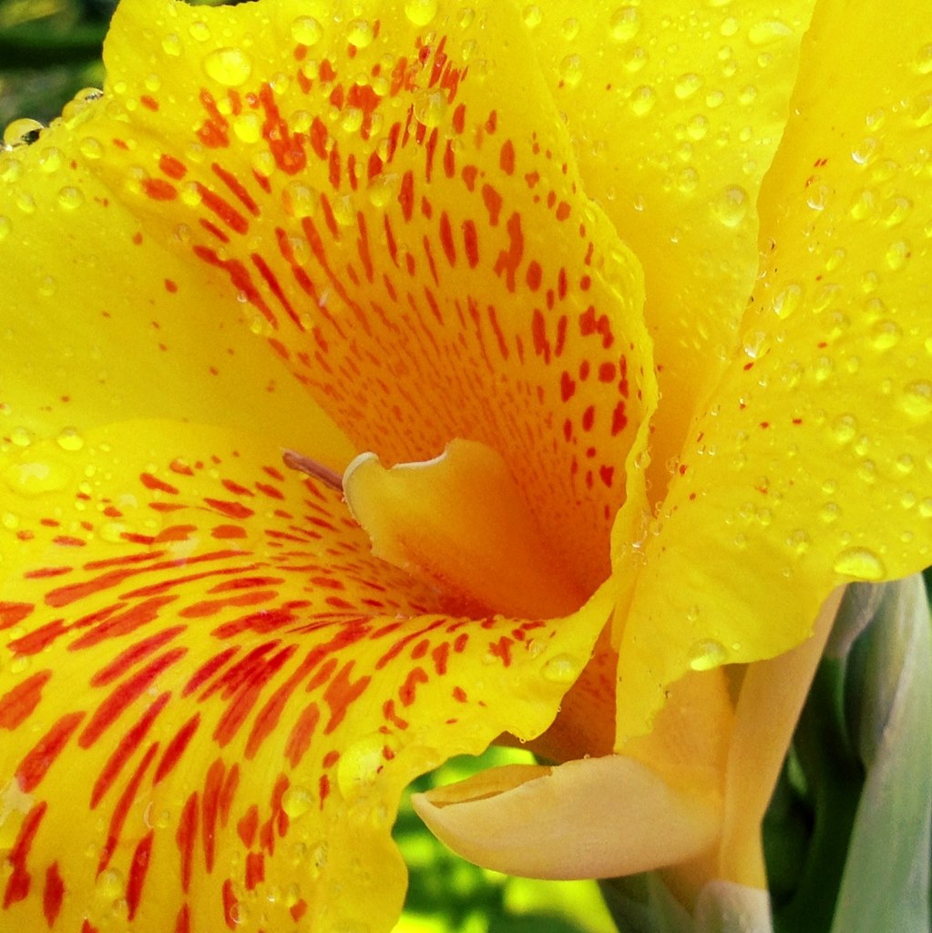 Shower me with your love Shower me with your love Shower m… Flickr