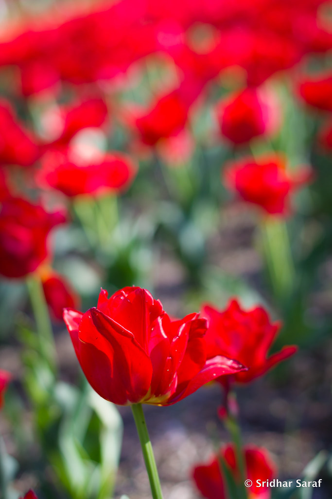 Tulips at Sherwood Gardens, Baltimore, Maryland (USA) Ap… Flickr