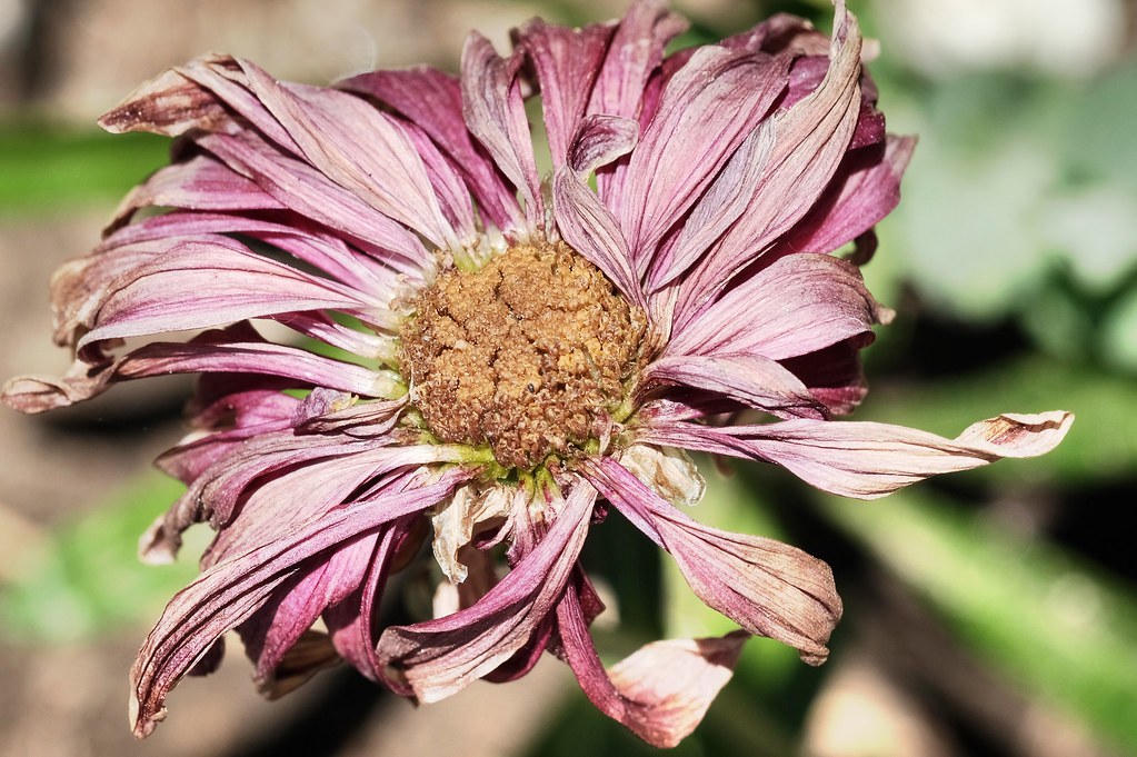 Withering flowers still have a place in the garden. Flickr