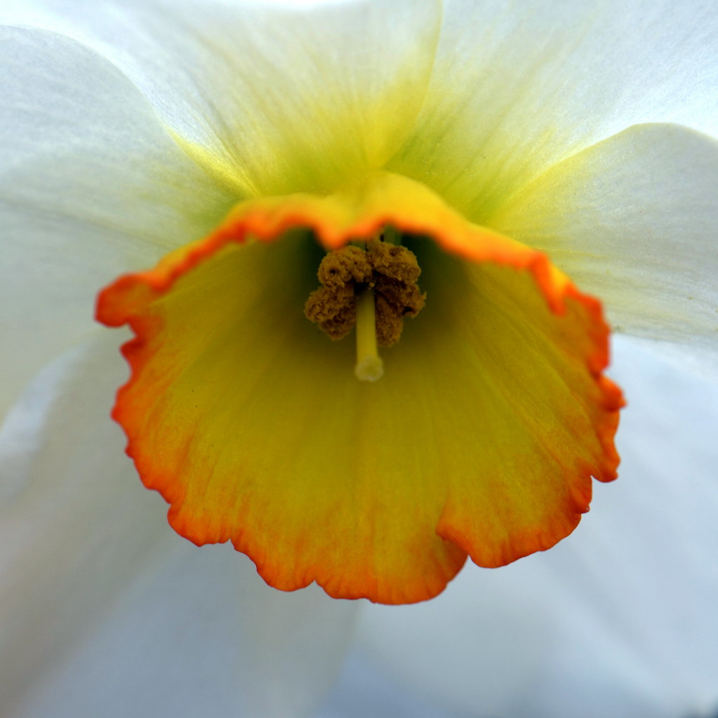Inside view of Narcissus 'Flower Record' (Daffodil) Flickr