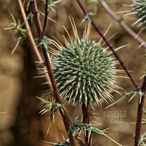 ksa saudi_arabiaالسعودية رماح SaudiArabiacolorful h… Flickr