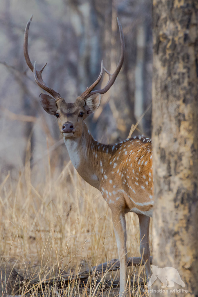 White spotted deer nice pose of this white spotted deer bu… Flickr