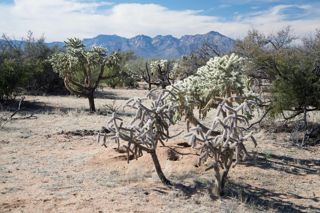 Diamond Bell Ranch Pima County, Arizona Flickr