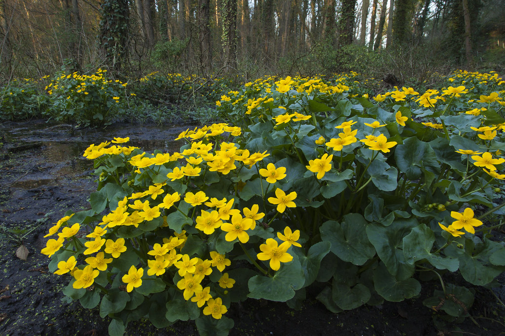 Marsh marigolds Spring gold Drews Pond Wood Devizes Stephen Davis