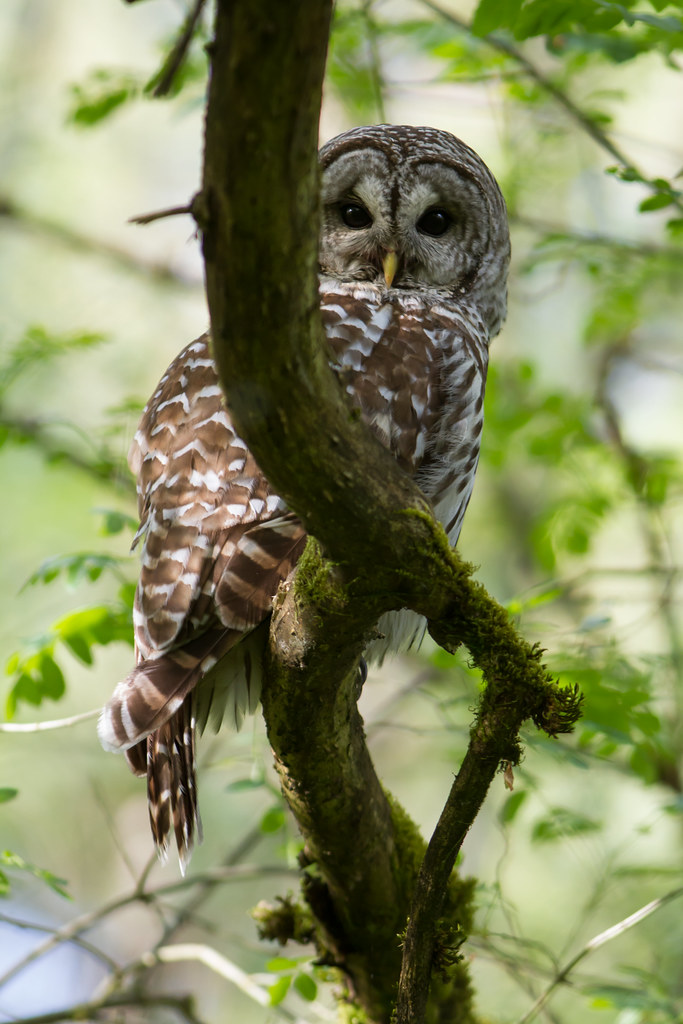 Barred Owl in Portland Oregon Thanks to the crows that ale… Flickr